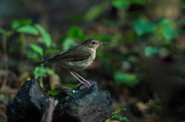 Sibirya mavi robin (Luscinia cyane)