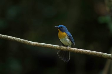 Tickell'ın mavi bir dalda tıraşlama sinekkapan