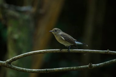 Kırmızı göğüslü sinekkapan (Ficedula parva)