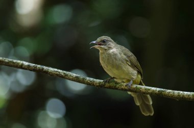 Şerit gerdanlı Bulbul dal