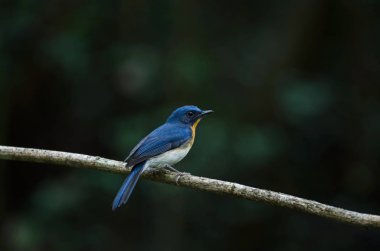 Tickell'ın mavi bir dalda tıraşlama sinekkapan