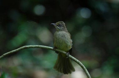 Şerit gerdanlı Bulbul dal