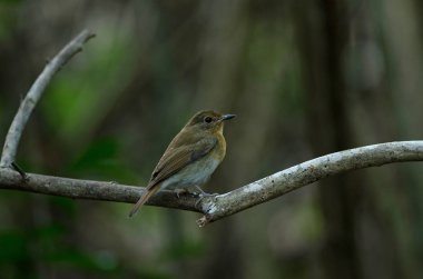 Kadın Hainan mavi sinekkapan (Cyornis hainanus)