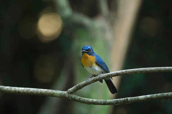 Le moucherolle bleu de Tickell perché sur une branche — Photo