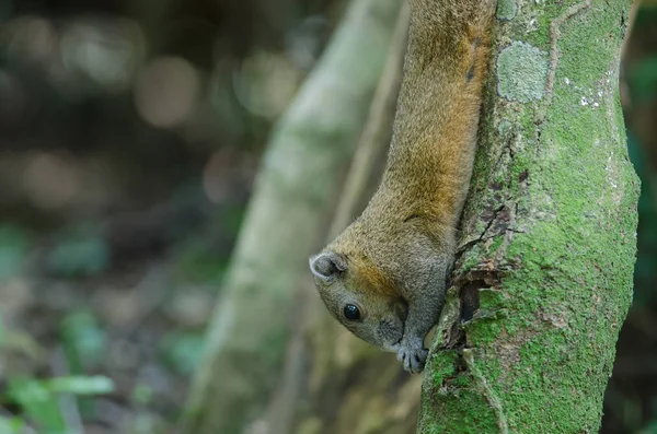 Szürkehasú mókus-erdő — Stock Fotó