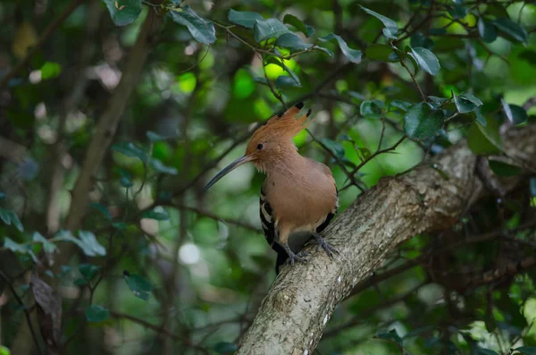 Hoopoe Eurasiático ou Hoopoe Comum (épocas Upupa ) — Fotografia de Stock