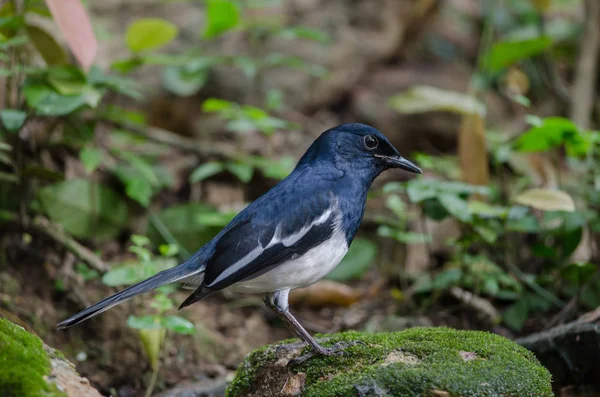 Oriental magpie robin (Copsychus saularis) on branch — Stock Photo, Image