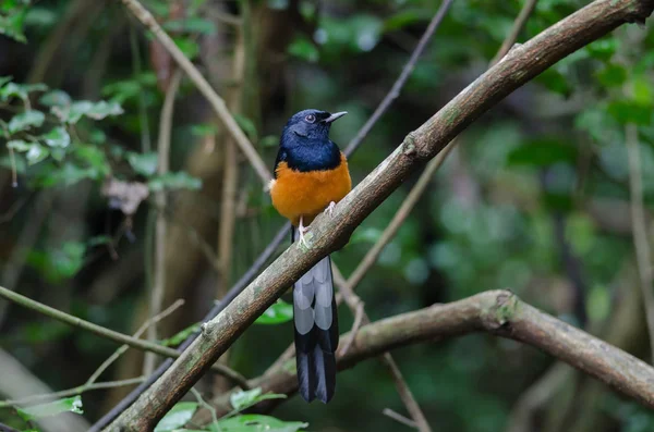 White-rumped Shama standing on a branch — Stock Photo, Image