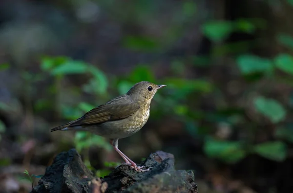 Merle bleu de Sibérie (Luscinia cyane ) — Photo