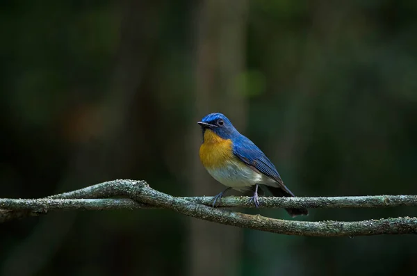 O apanhador de moscas azul do Tickell a empoleirar-se num ramo — Fotografia de Stock
