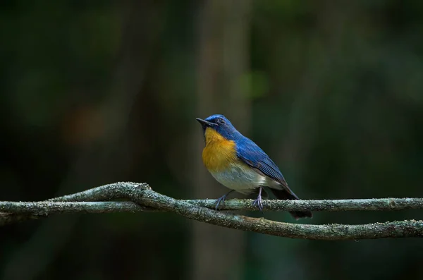 O apanhador de moscas azul do Tickell a empoleirar-se num ramo — Fotografia de Stock