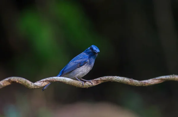 Apanhador de moscas azul de Hainan (Cyornis hainanus ) — Fotografia de Stock