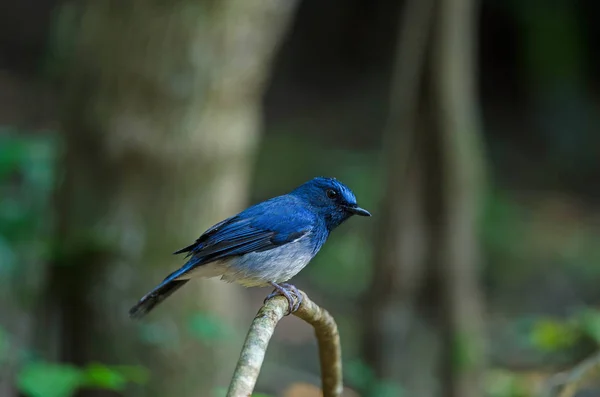 Apanhador de moscas azul de Hainan (Cyornis hainanus ) — Fotografia de Stock