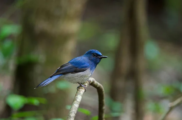 Hainan blauwe vliegenvanger (Cyornis hainanus) — Stockfoto