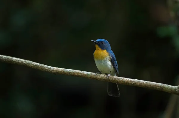 Le moucherolle bleu de Tickell perché sur une branche — Photo