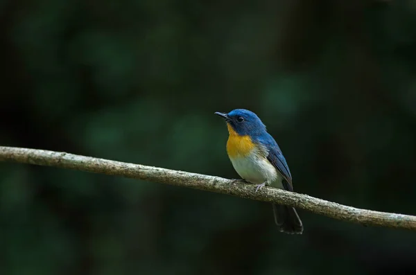 Tickell 's blue-flycatcher hockt auf einem Ast — Stockfoto