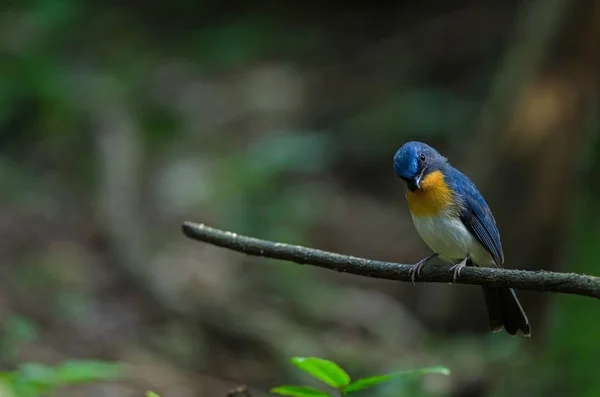 O apanhador de moscas azul do Tickell a empoleirar-se num ramo — Fotografia de Stock