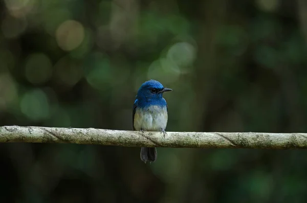 Modrá Hainan flycatcher (Cyornis hainanus) — Stock fotografie