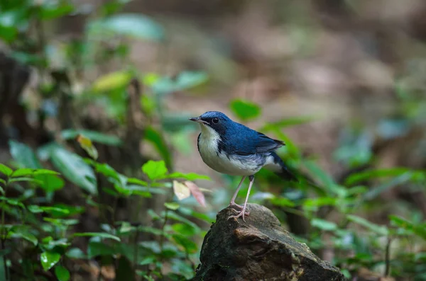 Szibériai blue robin (Luscinia cyane) — Stock Fotó