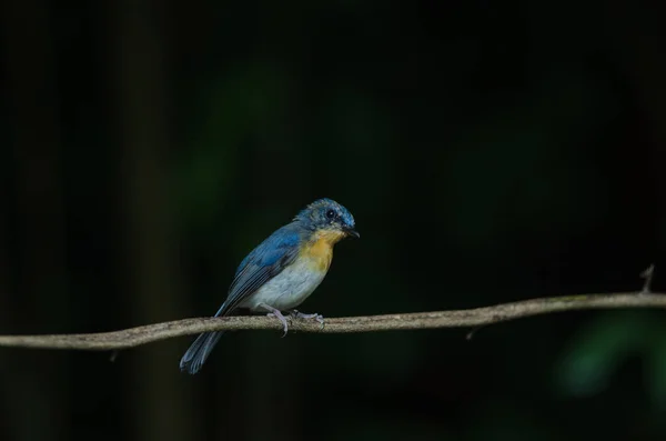 O apanhador de moscas azul do Tickell a empoleirar-se num ramo — Fotografia de Stock