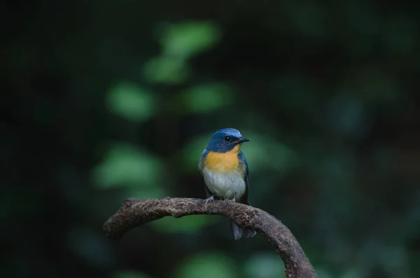 Le moucherolle bleu de Tickell perché sur une branche — Photo