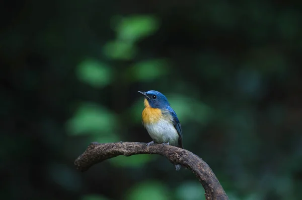 Tickell 's blue-flycatcher hockt auf einem Ast — Stockfoto
