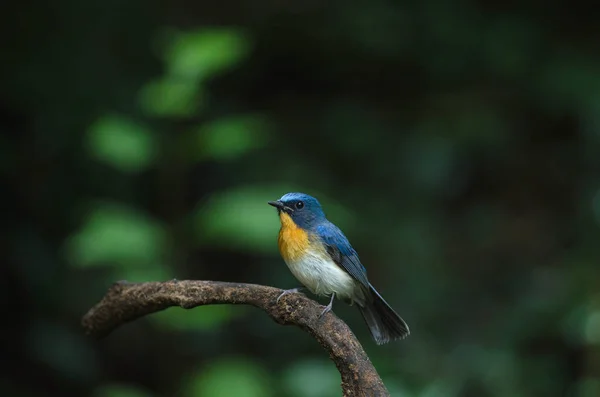 Le moucherolle bleu de Tickell perché sur une branche — Photo