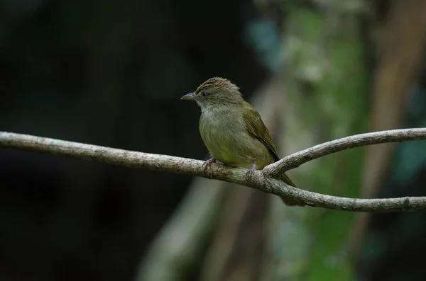 Grauäugige bulbul (iole propinqua) auf Baum — Stockfoto