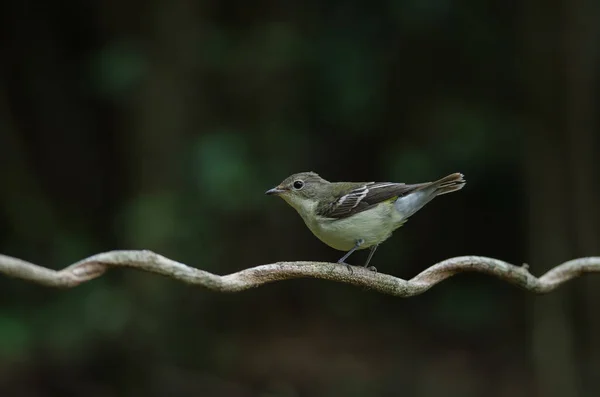 Moucherolle à grappes jaunes (Ficedula zanthopygia) dans la nature — Photo