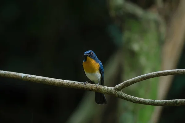 Il palo blu di Tickell appollaiato su un ramo — Foto Stock