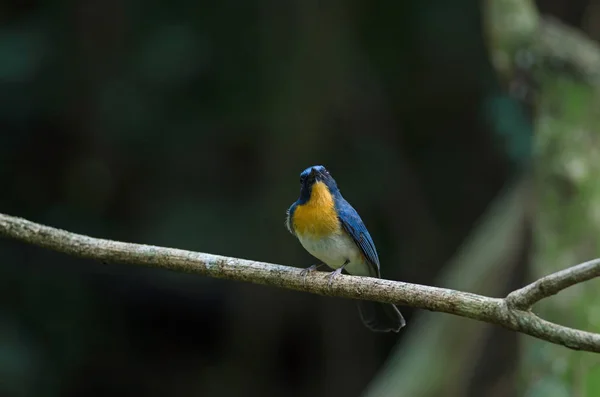 Tickell van blauw-vliegenvanger zitstokken op een tak — Stockfoto