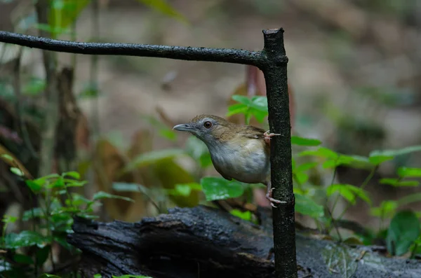 Barnarcú Fulvetta, a szürke szemű Fulvetta — Stock Fotó