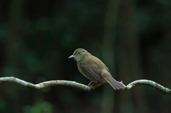 나무에 회색 눈 Bulbul (Iole propinqua) — 스톡 사진