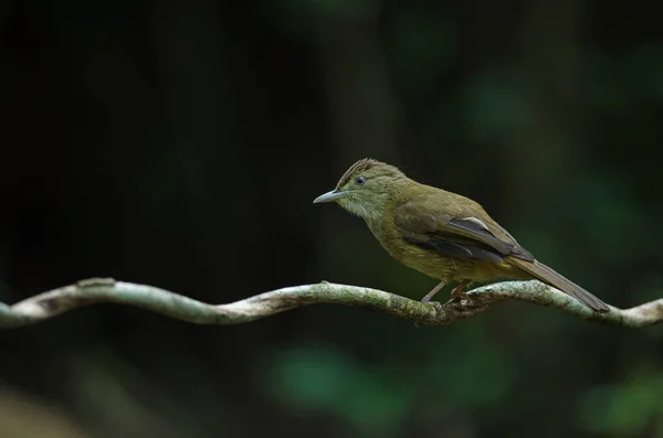 Bulbul aux yeux gris (Iole propinqua) sur l'arbre — Photo