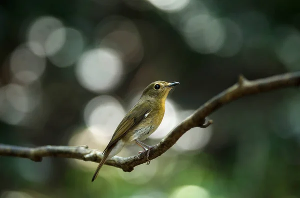 Vrouwelijke Hainan blauwe vliegenvanger (Cyornis hainanus) — Stockfoto