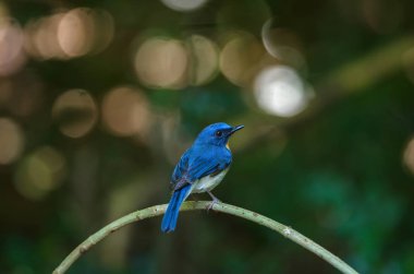 Tickell'ın mavi bir dalda tıraşlama sinekkapan