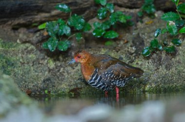 güzel Kırmızı bacaklı Crake ormanda bir gölet içinde yıkanır
