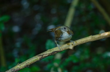 Doğada şube büyük Scimitar Babbler