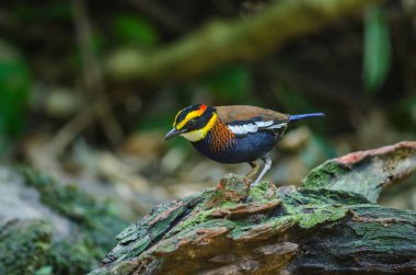 Malaya Bantlı Pitta güzel erkek ( Hydrornis irena)