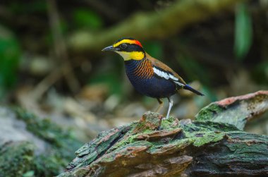 Malaya Bantlı Pitta güzel erkek ( Hydrornis irena)