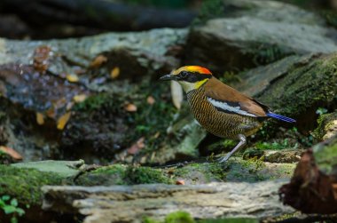 Malaya Bantlı Pitta güzel kadın ( Hydrornis irena)