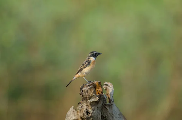 美丽的男性东部 Stonechat — 图库照片