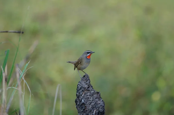 Indah dari Siberia Rubythroat Bird — Stok Foto