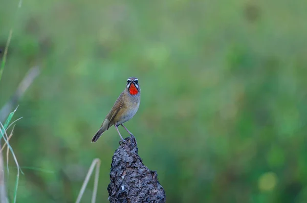 Hermoso pájaro siberiano Rubythroat — Foto de Stock