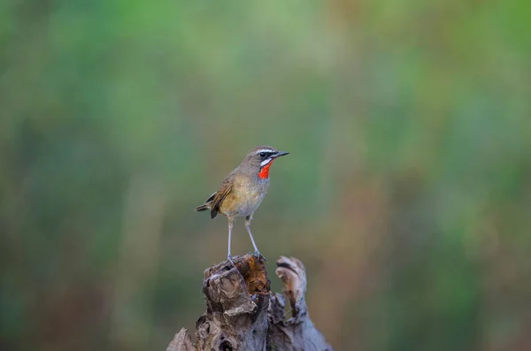 Hermoso pájaro siberiano Rubythroat — Foto de Stock