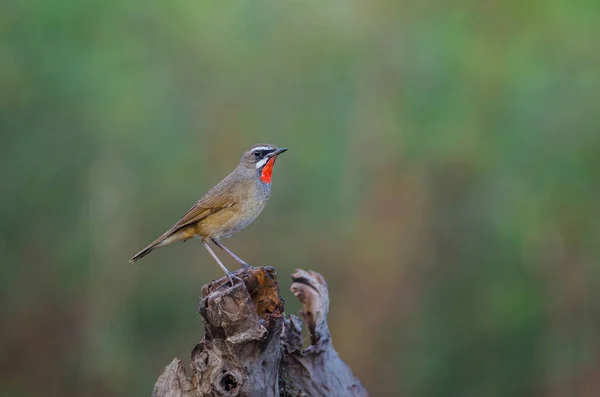 Hermoso pájaro siberiano Rubythroat —  Fotos de Stock