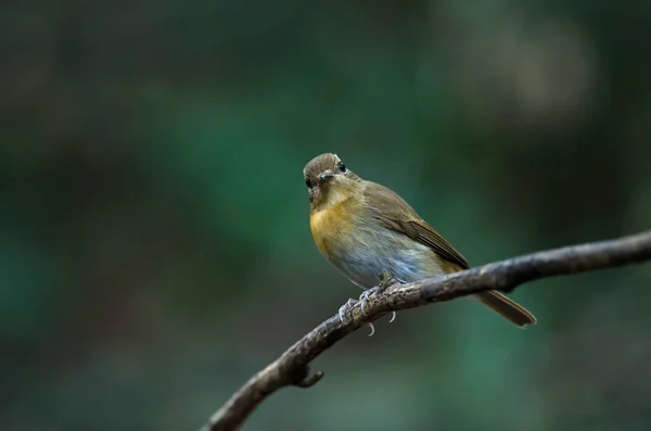 Kobiet niebieski Hainan Muchołówka (Cyornis hainanus) — Zdjęcie stockowe