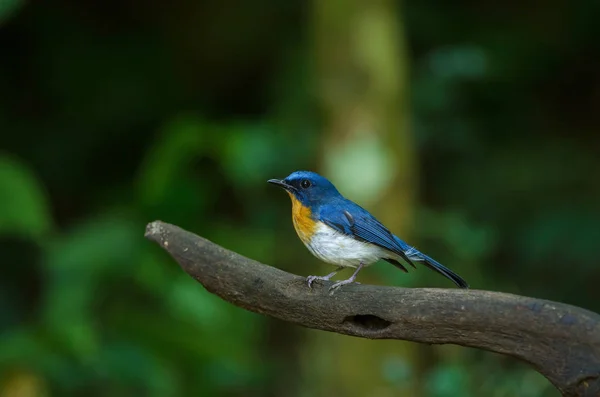 Tickell van blauw-vliegenvanger zitstokken op een tak — Stockfoto