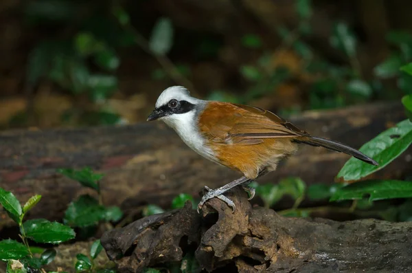 Tordo risueño de cresta blanca (Garrulax leucolophus ) —  Fotos de Stock