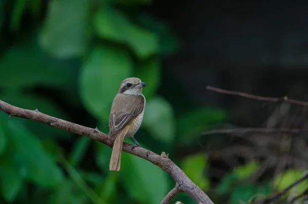 Brązowy Shrike perching na gałęzi — Zdjęcie stockowe